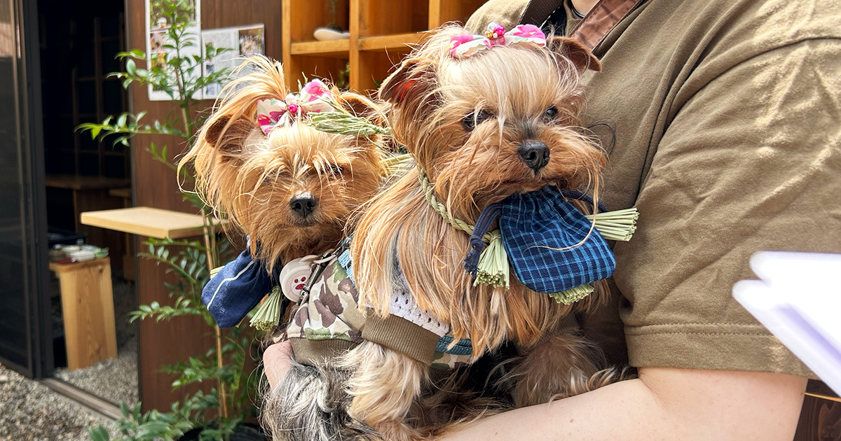 おかげ横丁で「おかげ犬体験」をするヨークシャーテリア