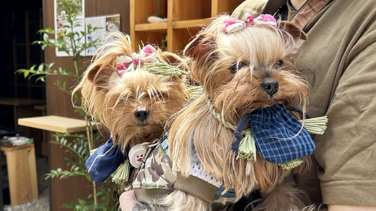 おかげ横丁で「おかげ犬体験」のしめ縄と、クーポンが入った巾着を首から下げているヨークシャーテリア(テリー&リアン)