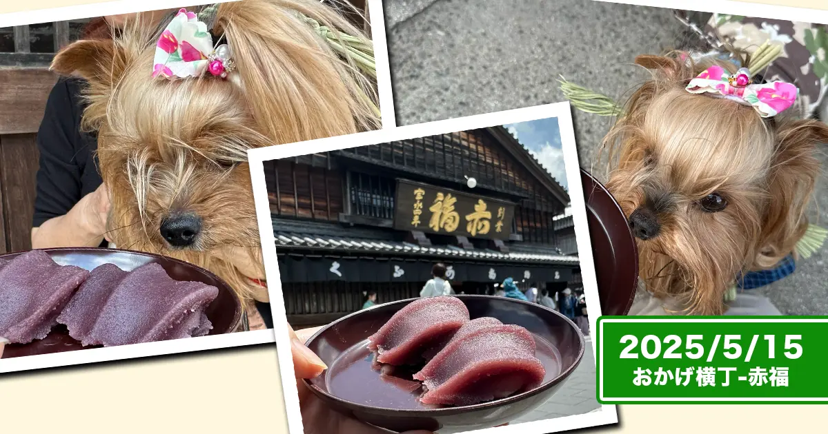 おかげ横丁の赤福本店前で赤福と記念撮影するヨーキーズ(テリー&リアン)