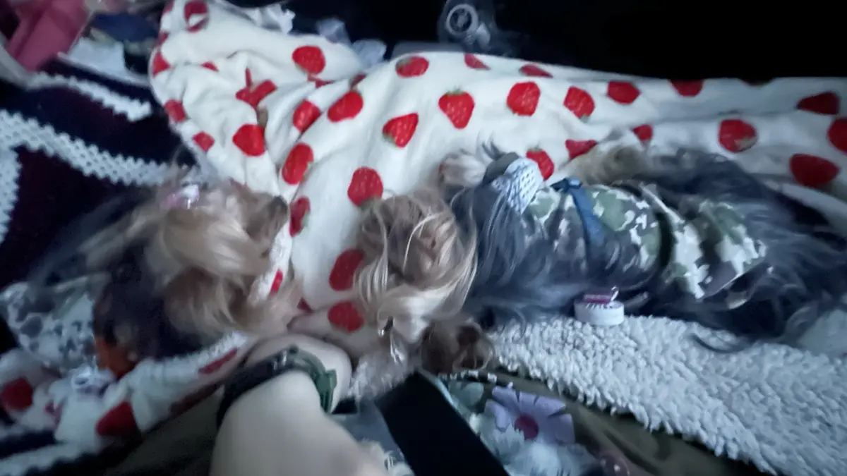 車内で爆睡のヨークシャーテリア(テリー&リアン)