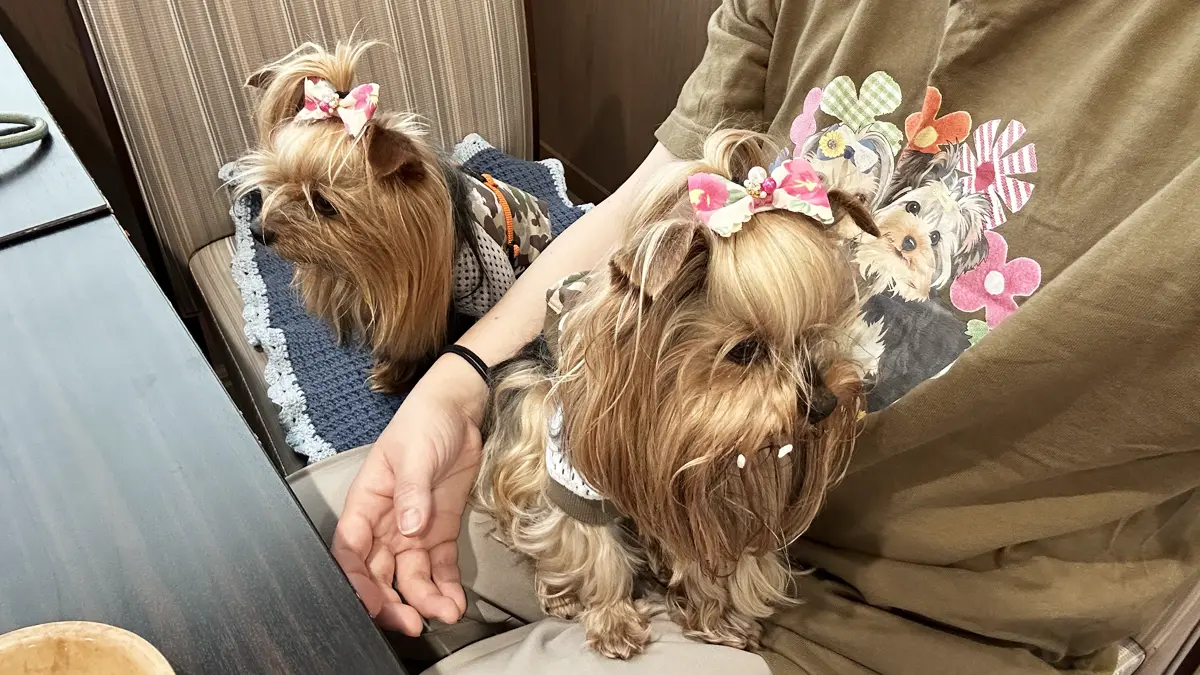 顔にご飯粒つけて取れ高に貢献するヨークシャーテリア