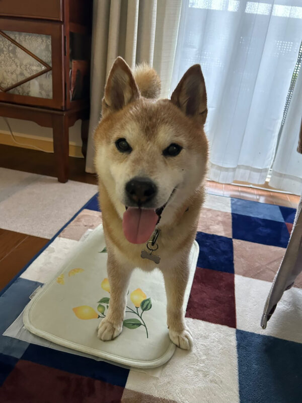 最初のアニコミ依頼となった13歳・柴犬・龍之介くん
