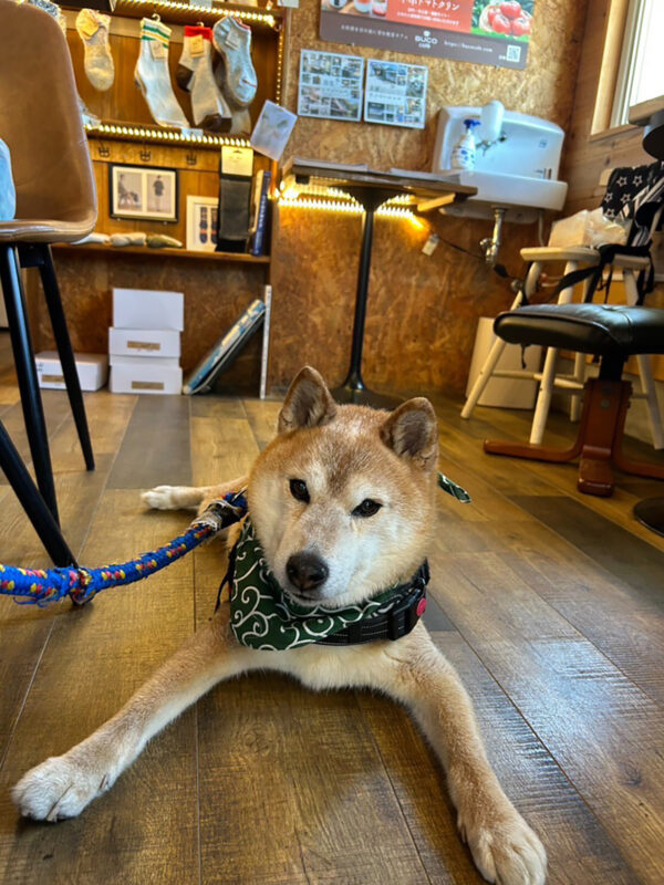 最初のアニコミ依頼となった13歳・柴犬・龍之介くん