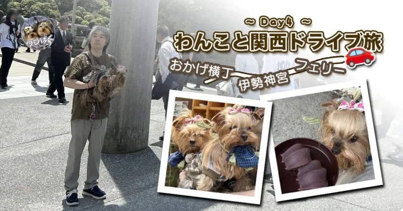 わんこと関西ドライブ旅~Day4~のサムネイル。伊勢神宮の鳥居の下でけい（親びん）に抱えられたヨーキーズ（テリー＆リアン）やおかげ犬体験、赤福のコラージュ