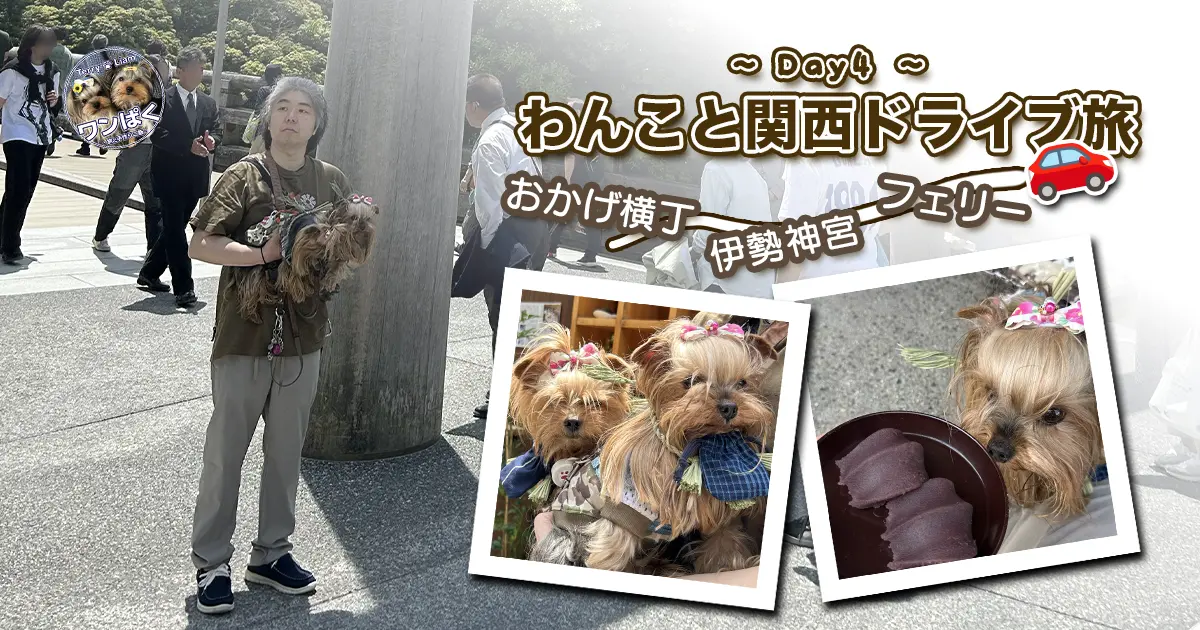 わんこと関西ドライブ旅~Day4~のサムネイル。伊勢神宮の鳥居の下でけい（親びん）に抱えられたヨーキーズ（テリー＆リアン）やおかげ犬体験、赤福のコラージュ