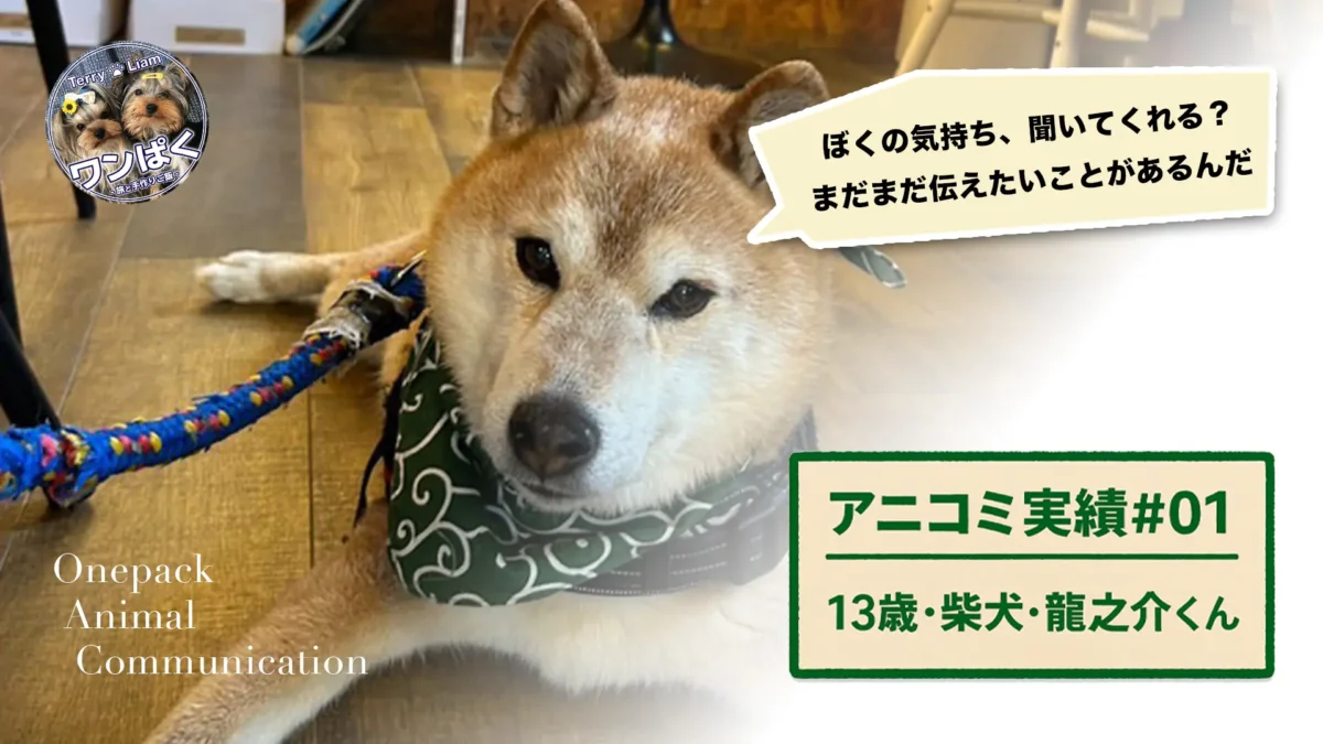 アニマルコミュニケーション実績#01 柴犬・龍之介くん