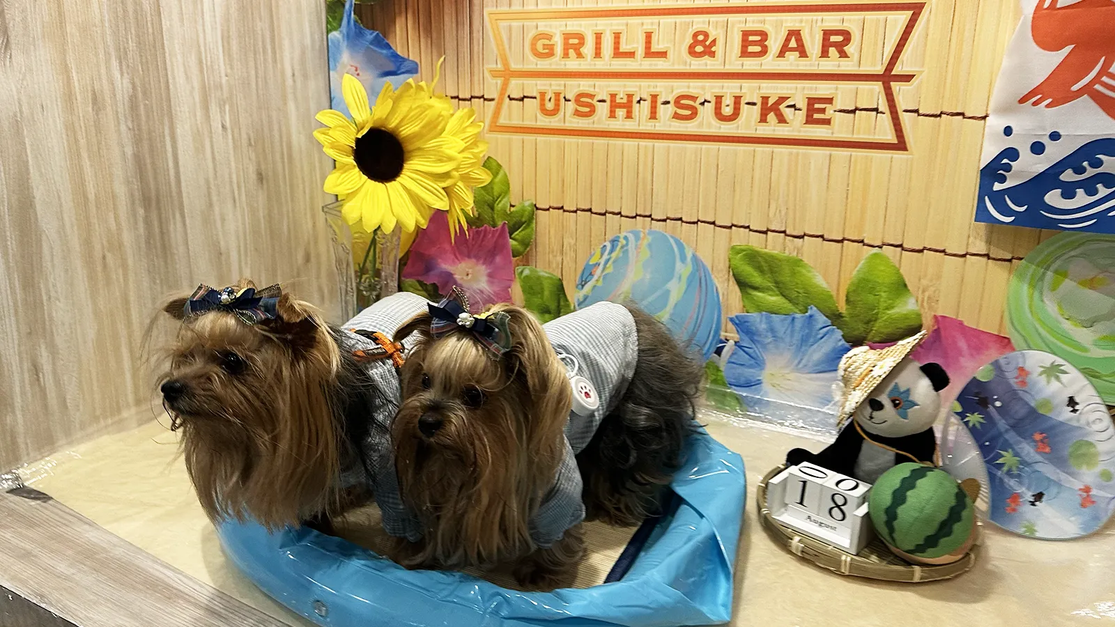 「GRILL&BAR うしすけ」のフォトブースで記念撮影するヨークシャーテリア