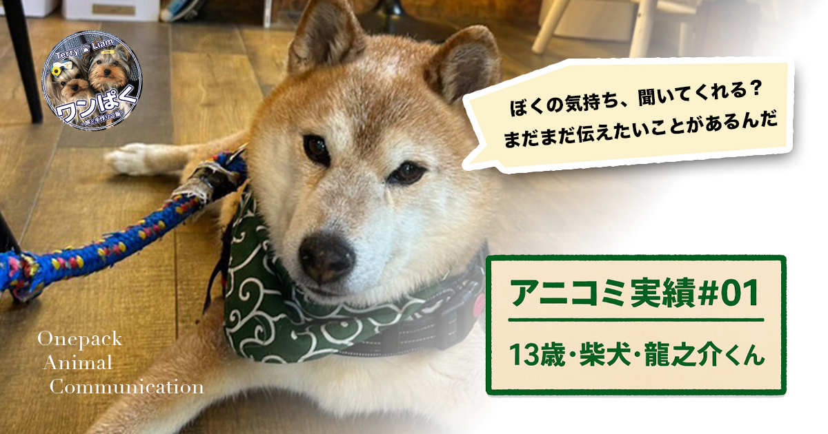 アニマルコミュニケーション実績#01 柴犬・龍之介くん