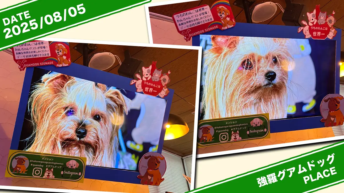 『箱根強羅グアムドッグ本店』さんにて表示されているわんこ写真