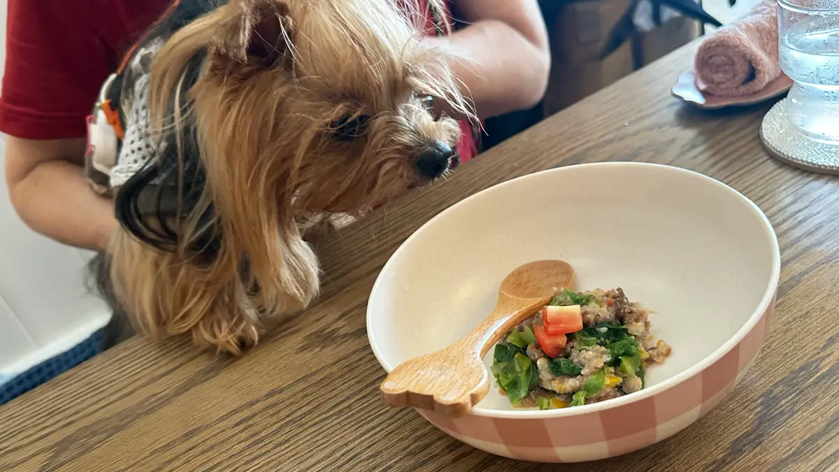 『Cafe Cha.mone.』さんドッグメニュー「若鶏砂肝のロールキャベツ」を凝視するヨーキー