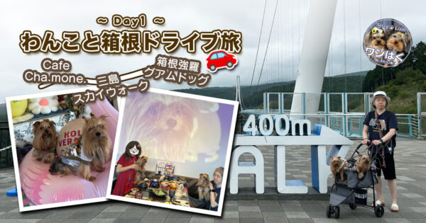 沼津『Cafe Cha.mone.』、三島スカイウォーク、箱根強羅グアムドッグ本店を愛犬と巡る箱根ドライブ旅1日目のアイキャッチ画像。