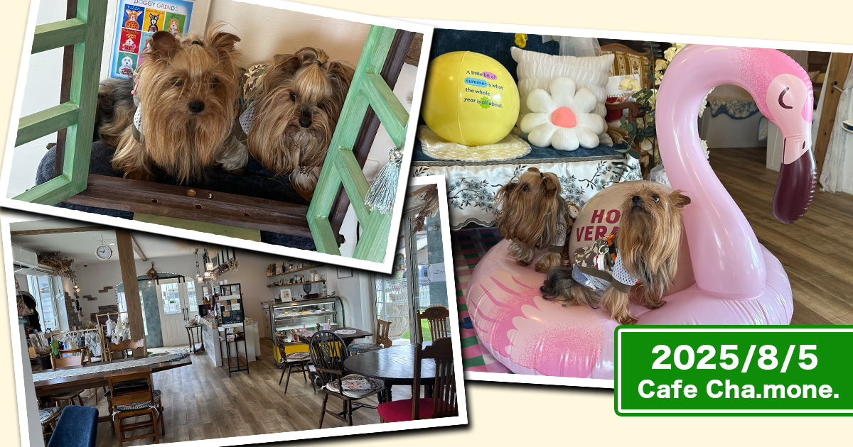 『Cafe Cha.mone.』さんのフォトスポットで撮影するヨーキーズ