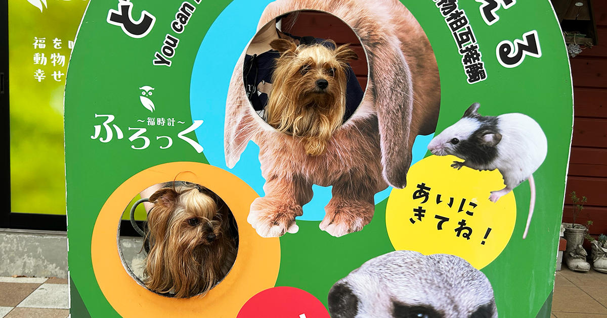 『三島スカイウォーク』を渡り切った先にある顔出しパネルで記念撮影するヨーキーズ