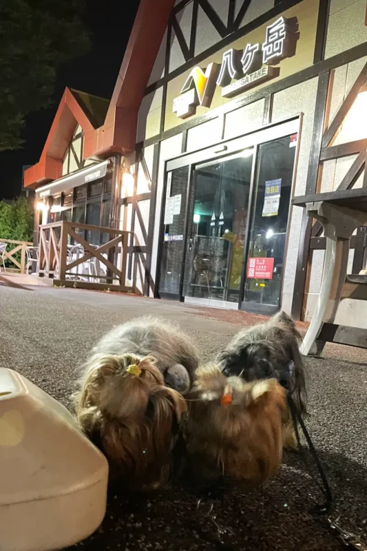 八ヶ岳SAでおしっこタイムするヨーキーズ