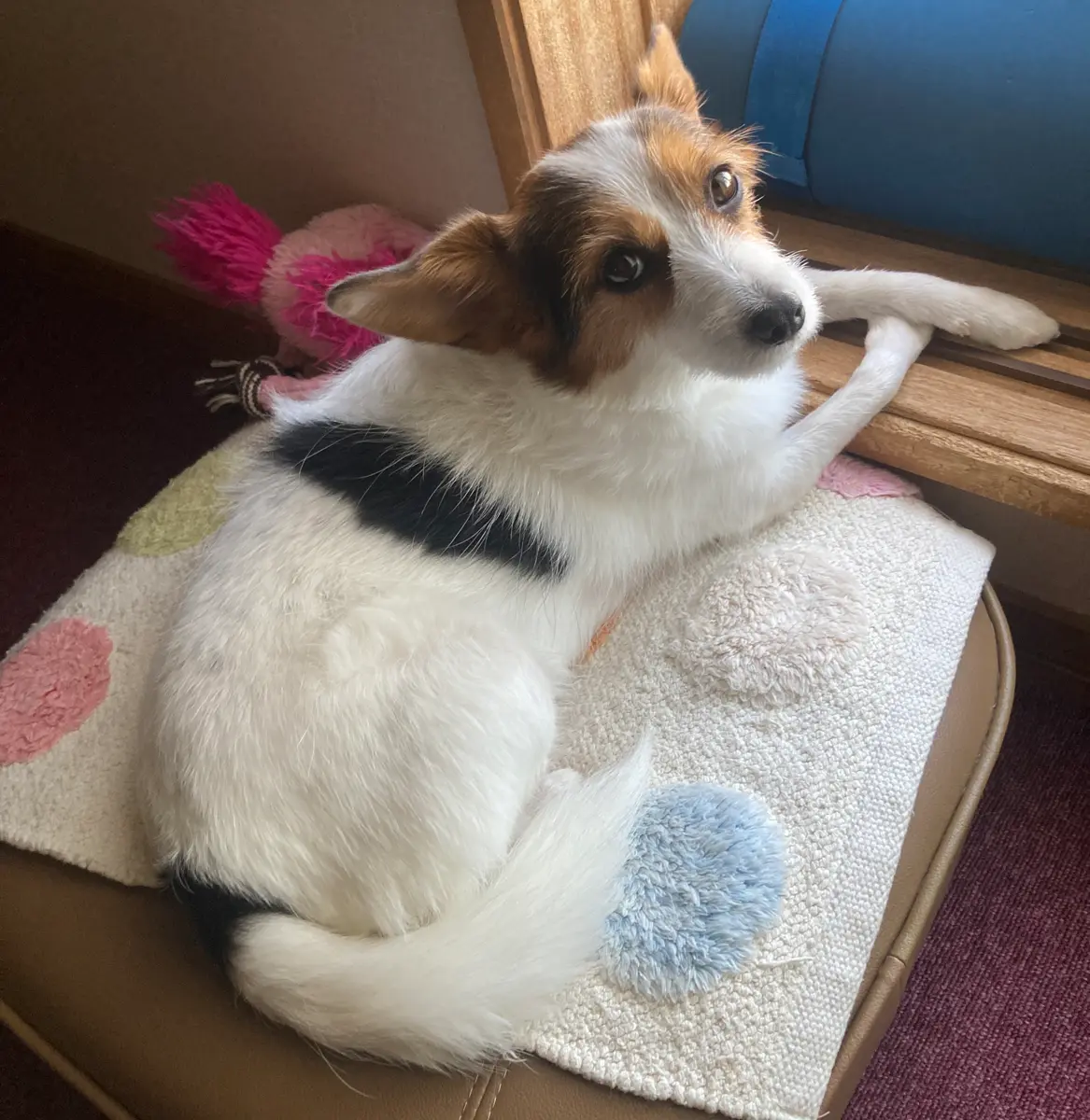 ミックス犬「Mちゃん」。お気に入りのクッションに寝ながら、飼い主さんの声に反応し顔だけむけている