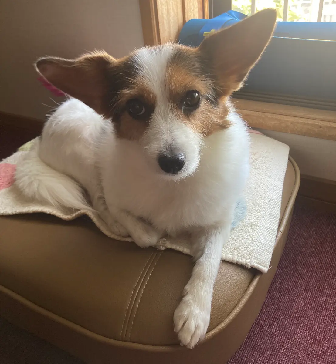 ミックス犬「Mちゃん」。お気に入りのクッションに寝ながら、左足を前に投げ出している。
