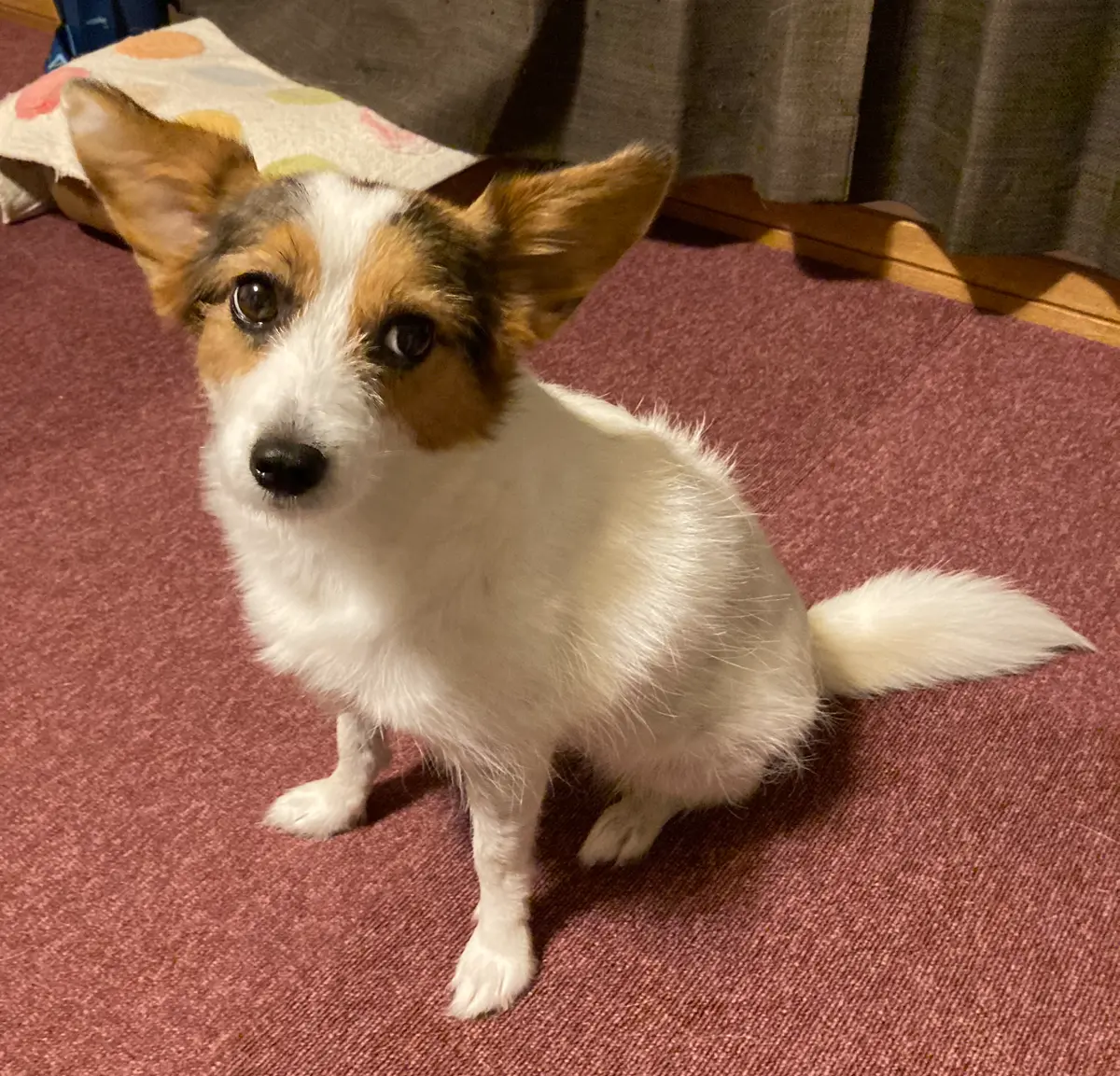 ミックス犬「Mちゃん」。おすわりを横から撮影。顔はしっかり飼い主さんを見るために傾げている。