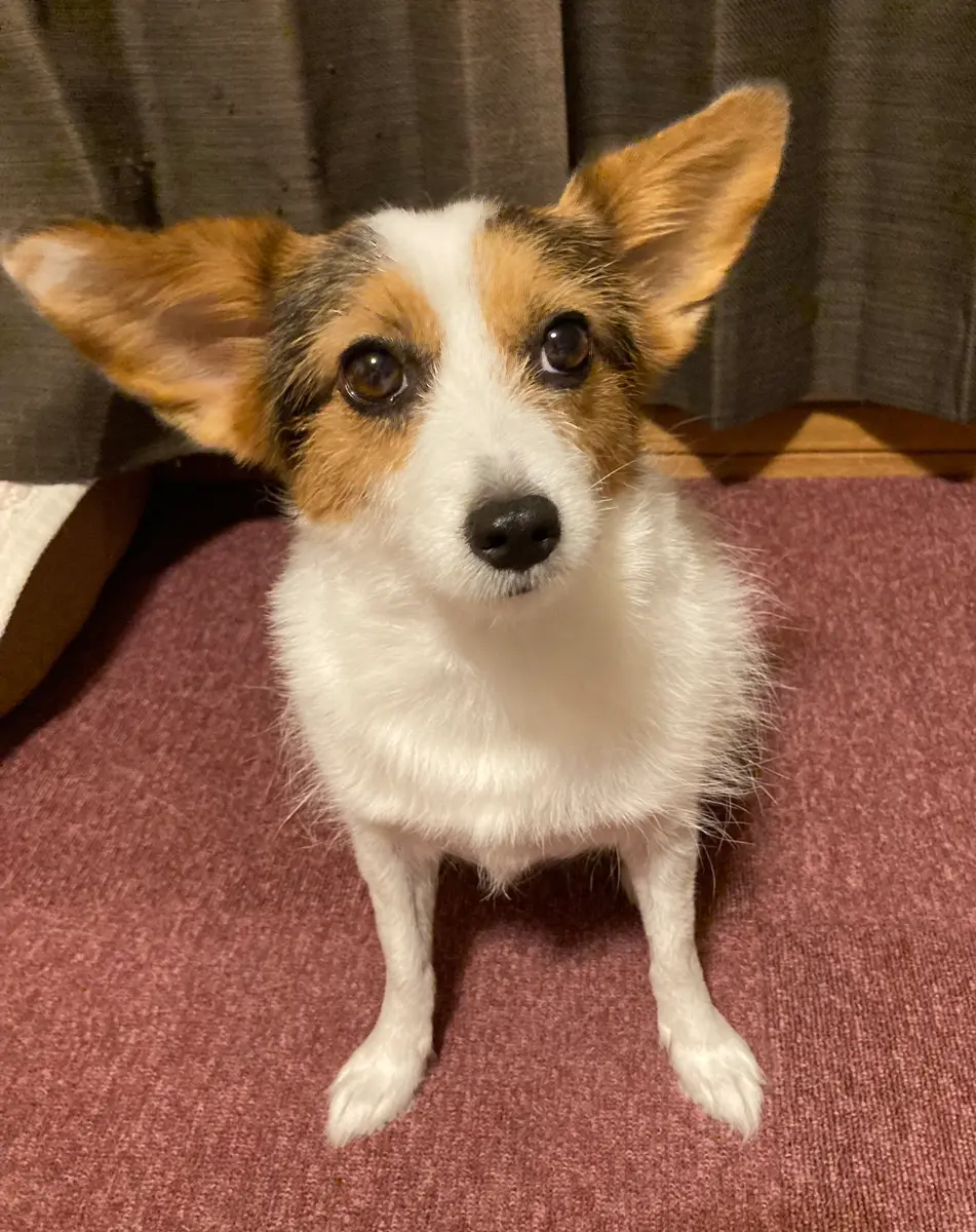 ミックス犬「Mちゃん」の肖像。大きな立ち耳とやさしい目でこちらを見ている。