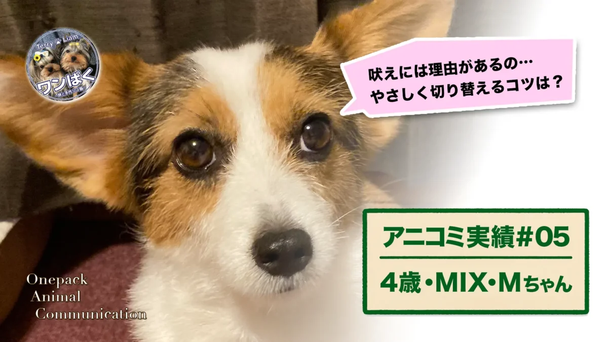 ミックス犬「Mちゃん」の肖像。大きな立ち耳とやさしい目。
