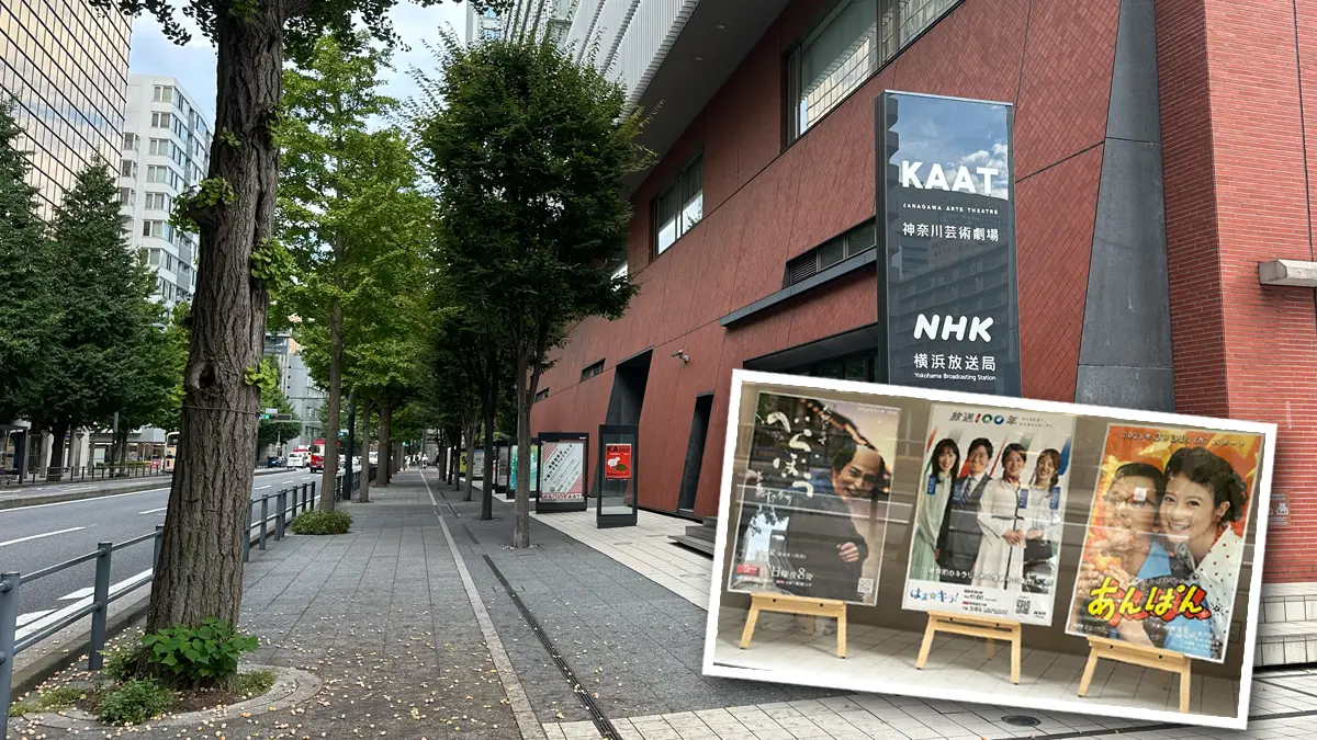 NHK横浜放送局の建物と歩道に植るイチョウの木。根本には銀杏が潰れ臭い…