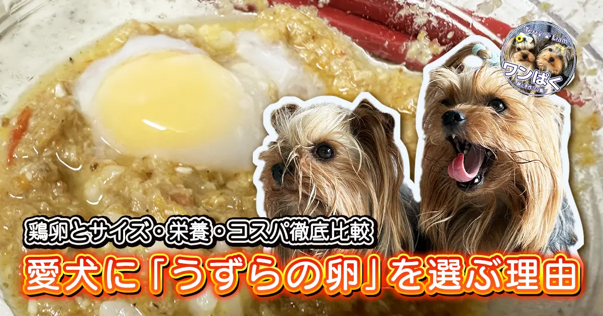 温泉卵をのせた手作り犬ごはんとヨークシャーテリア（テリー＆リアン）の写真。鶏卵と比べて愛犬にうずらの卵を選ぶ理由を解説する記事のアイキャッチ。