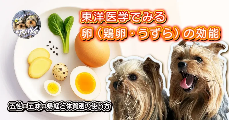 白い皿に鶏卵とうずら卵（殻と半割の黄身）と生姜・小松菜・黒ごまを少量並べ、右側にヨークシャーテリアのテリーとリアンが写る。東洋医学でみる卵の効能を解説する記事のアイキャッチ。