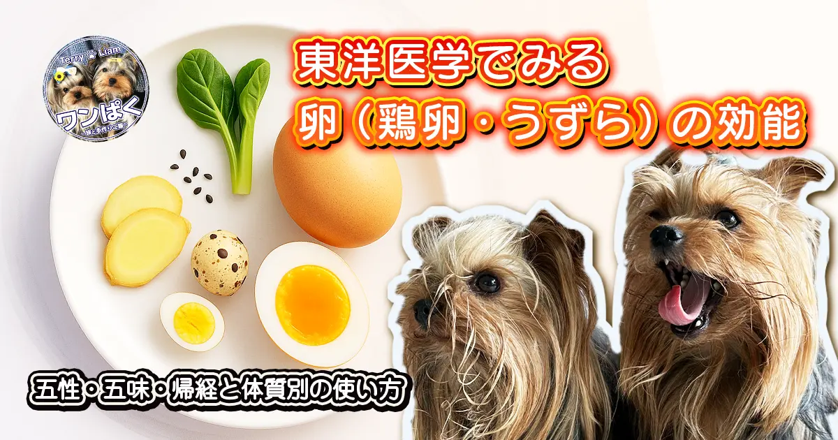 白い皿に鶏卵とうずら卵（殻と半割の黄身）と生姜・小松菜・黒ごまを少量並べ、右側にヨークシャーテリアのテリーとリアンが写る。東洋医学でみる卵の効能を解説する記事のアイキャッチ。