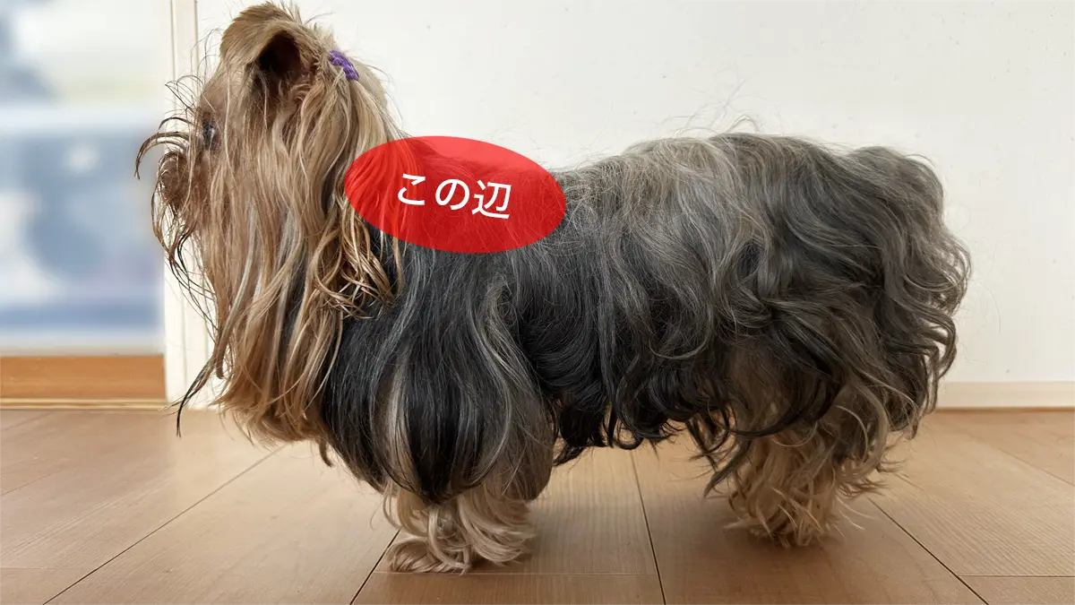 テリーとリアンが下痢する前に熱かったあたり(首〜肩)を赤丸で示した写真