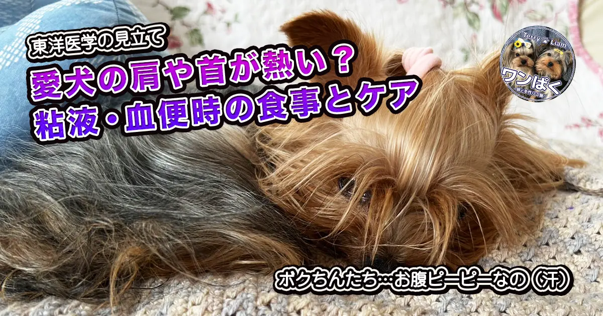 毛布の上で横になるヨークシャーテリア。肩から首まわりが熱っぽく、少しだるそうな表情をしている。