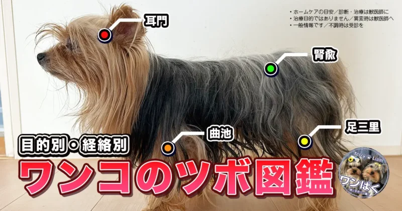 横向きの犬の体に耳門・曲池・腎兪・足三里の位置をマーカーで示した図解。右上にホームケアの注意書き付き。