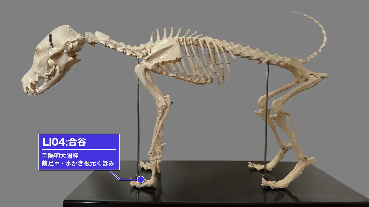 犬の前肢、LI4合谷(前足甲・水かき根元のくぼみ)位置図。手陽明大腸経。