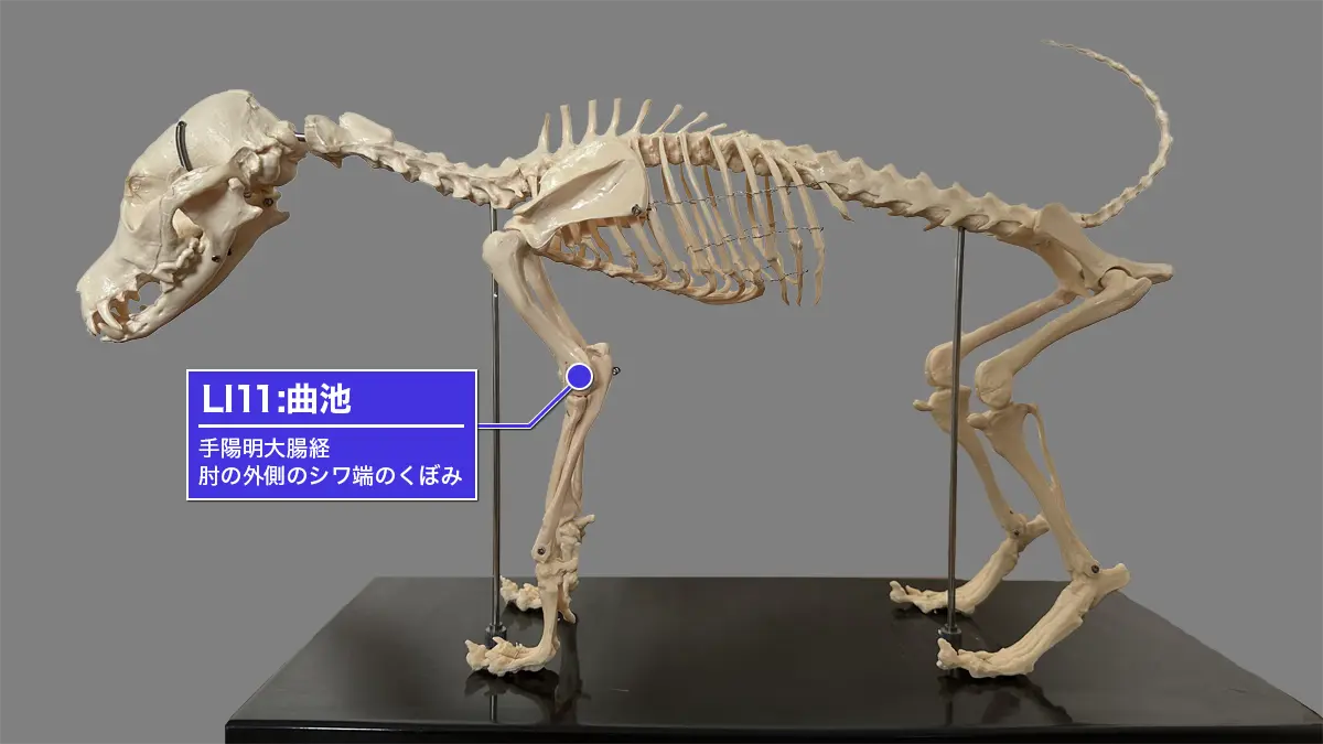 犬の前肢、LI11曲池(肘外側の横ジワ端のくぼみ)位置図。手陽明大腸経。