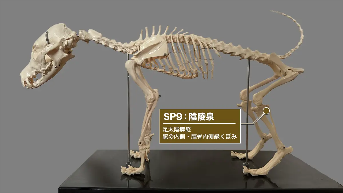 犬の後脚、SP9陰陵泉(膝の内側・脛骨内側縁のくぼみ)位置図。足太陰脾経。