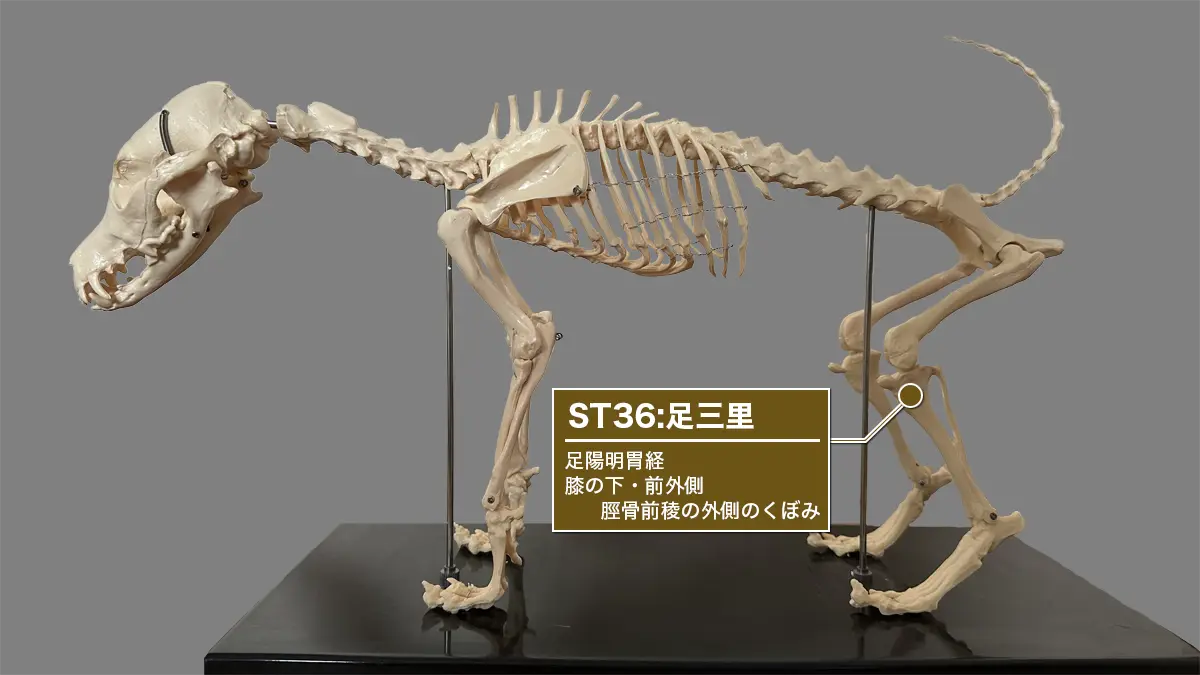 犬の後脚、ST36足三里(前外側/脛骨前稜の外側のくぼみ)位置図。足陽明胃経。