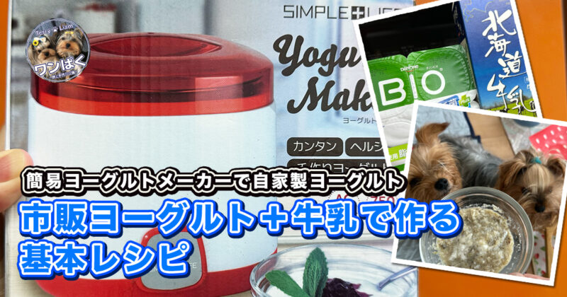 簡易ヨーグルトメーカーと材料と実食待ちのヨーキーズ（テリー＆リアン）