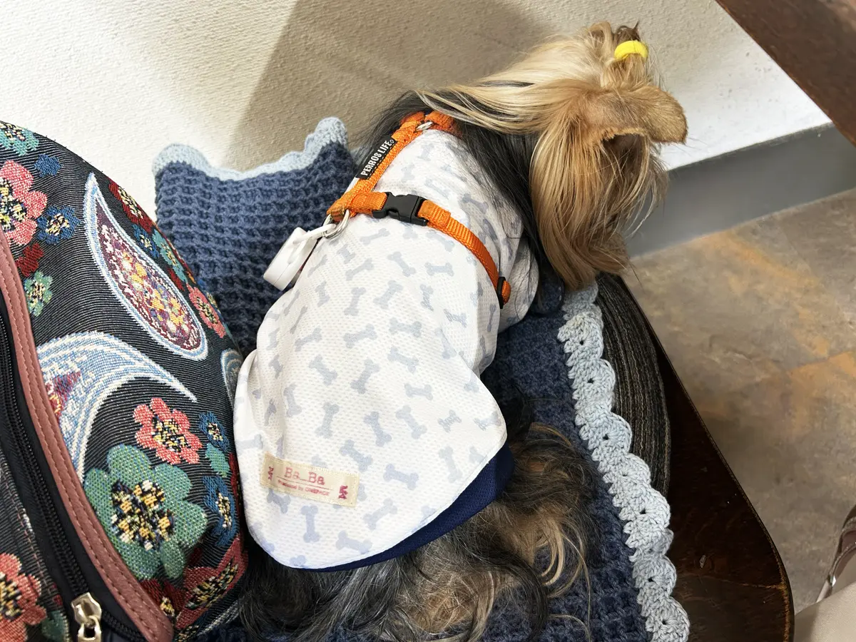 高原ぎょうざ倶楽部さんでお腹いっぱいになり眠くなったヨーキー(リアン)