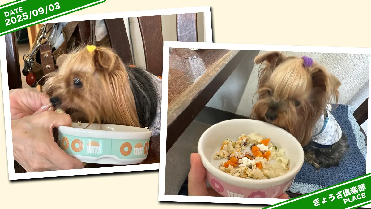 高原ぎょうざ倶楽部さんのドッグメニュー『わんちゃん餃子5個入り ¥750』に夢中のテリリアン