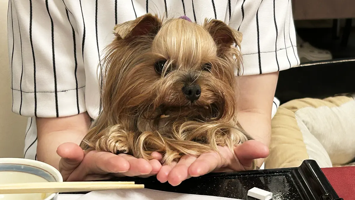 伊豆高原わんわんパラダイスさんのレストランで愛想を振り撒くテリー