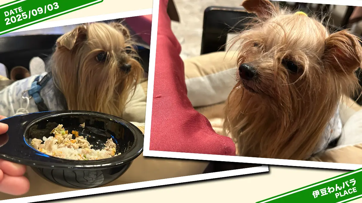 伊豆高原わんわんパラダイスさんのドッグメニュー『まぐろ 80g 1,070円』を凝視するヨーキーズ(テリー&リアン)