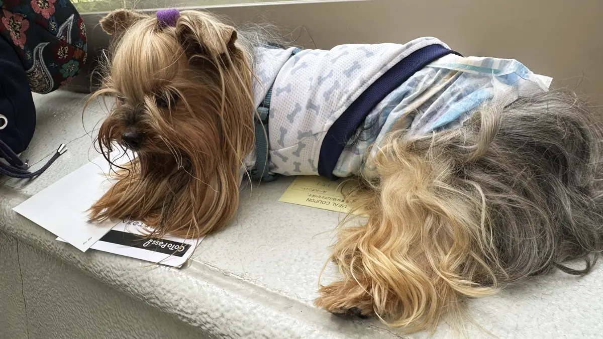 伊豆高原わんわんパラダイスさんの室内ドッグランのベンチで休むテリー