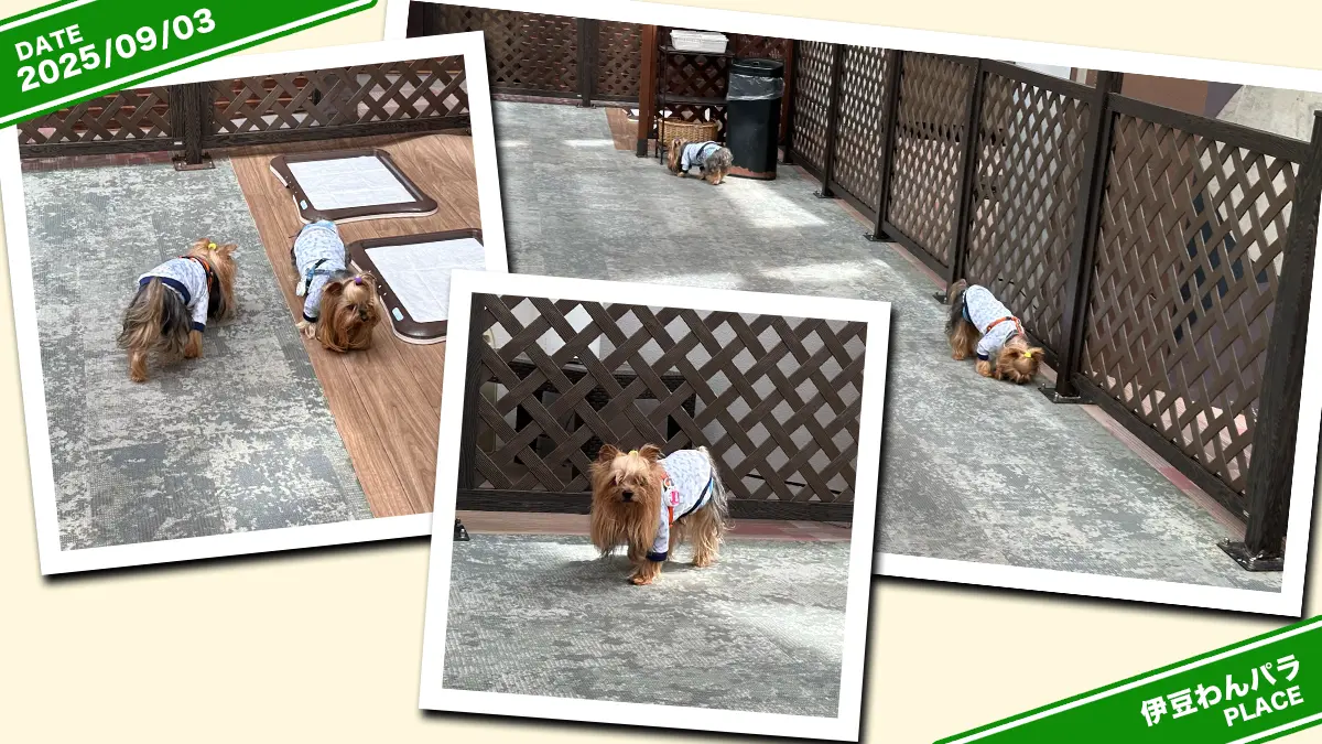 伊豆高原わんわんパラダイスさんの室内ドッグランで遊んでいるヨーキーズ(テリー&リアン)