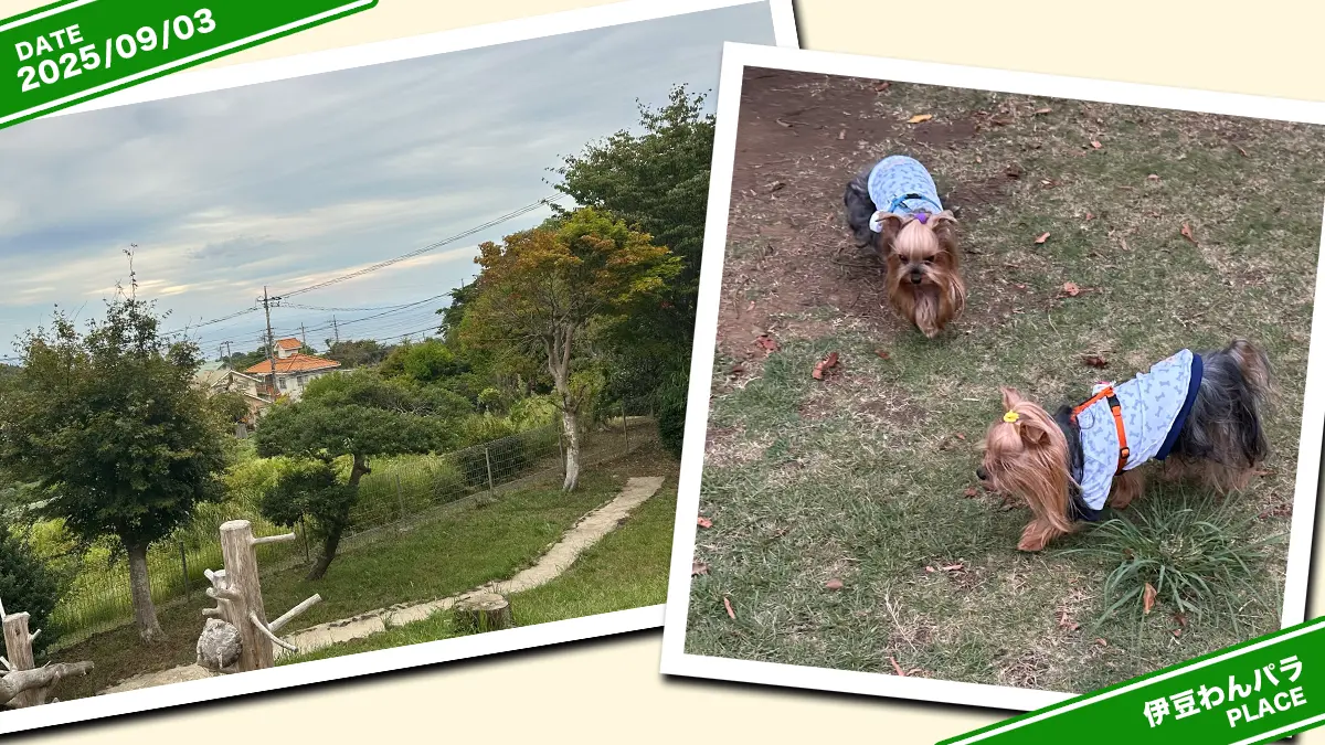 伊豆高原わんわんパラダイスさんの天然芝ドッグランで遊ぶヨーキーズ(テリー&リアン)