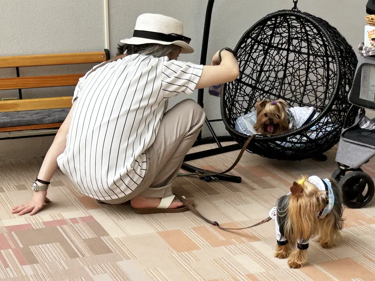 伊豆高原わんわんパラダイスさんのフォトスポットでヨーキーズを撮影するけい(親びん)