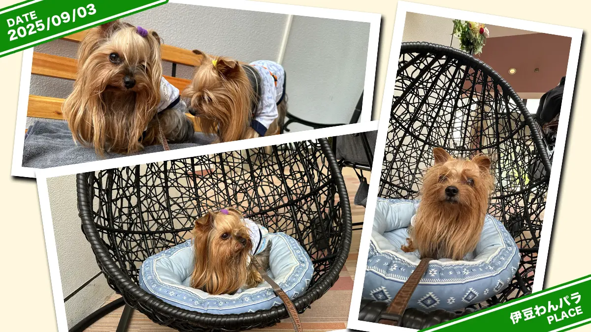 伊豆高原わんわんパラダイスさんのフォトスポットでモデル業に勤しむヨーキーズ(テリー&リアン)