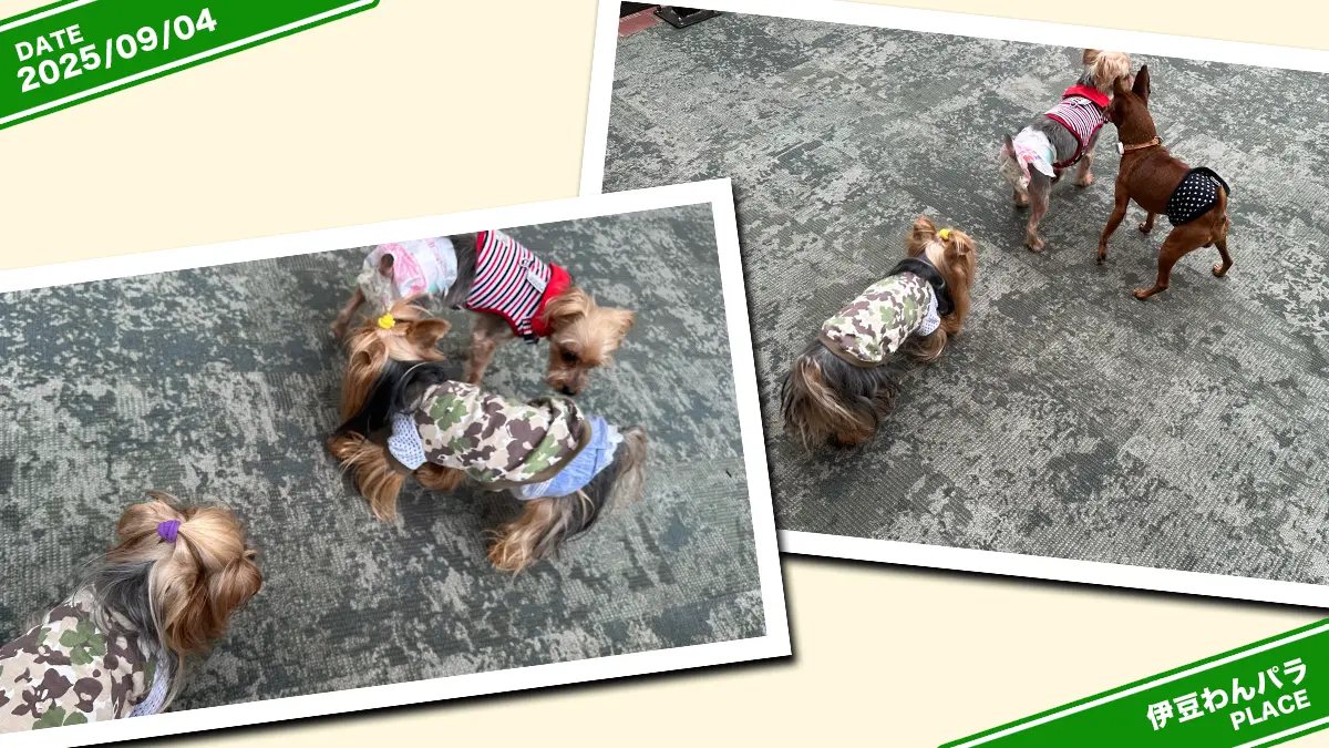 伊豆高原わんわんパラダイスさんの室内ドッグランでヨーキーと会う