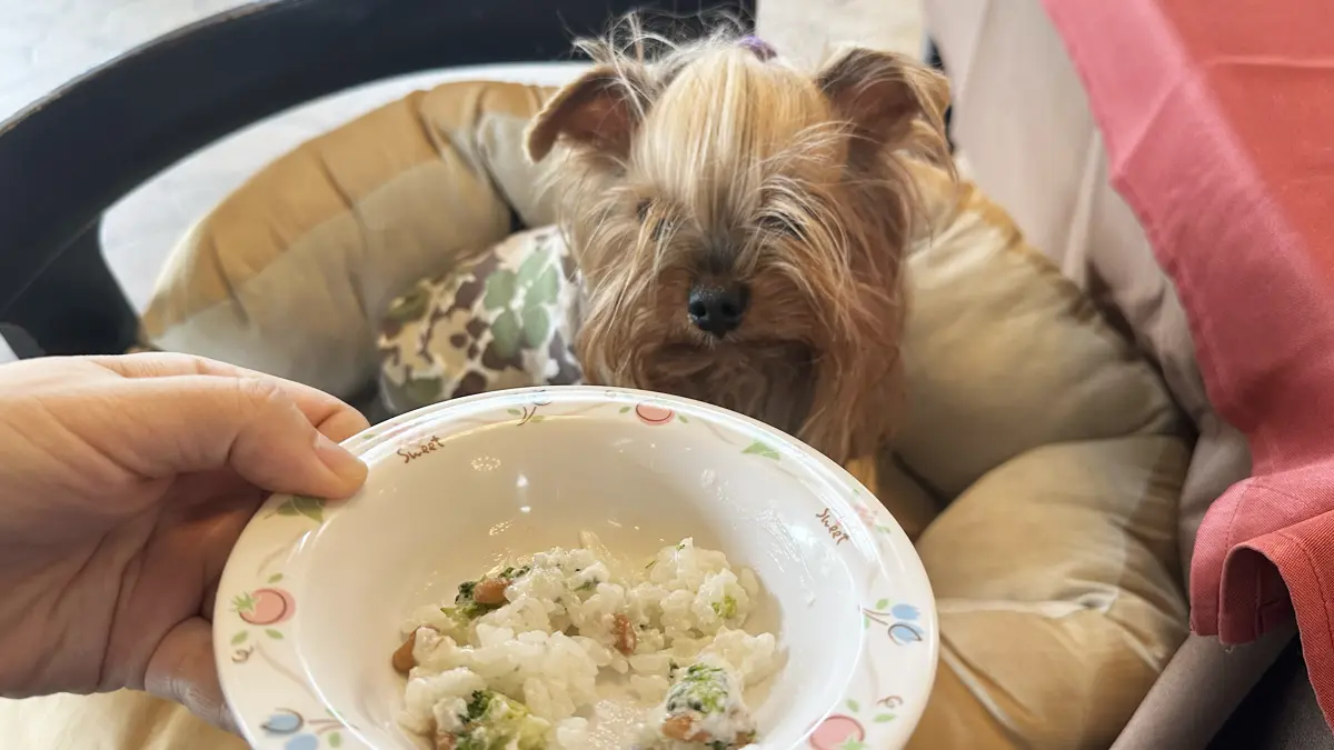 伊豆高原わんわんパラダイスさんのバイキングで、わんこが食べられる食材を詰め込んだ朝食を前にするヨーキー(テリー)