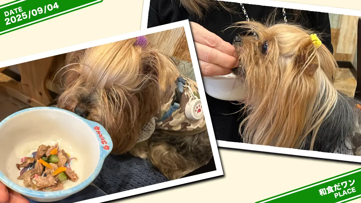 和食だワンさんの鮪ステーキを凝視するテリーと喰らいつくリアン