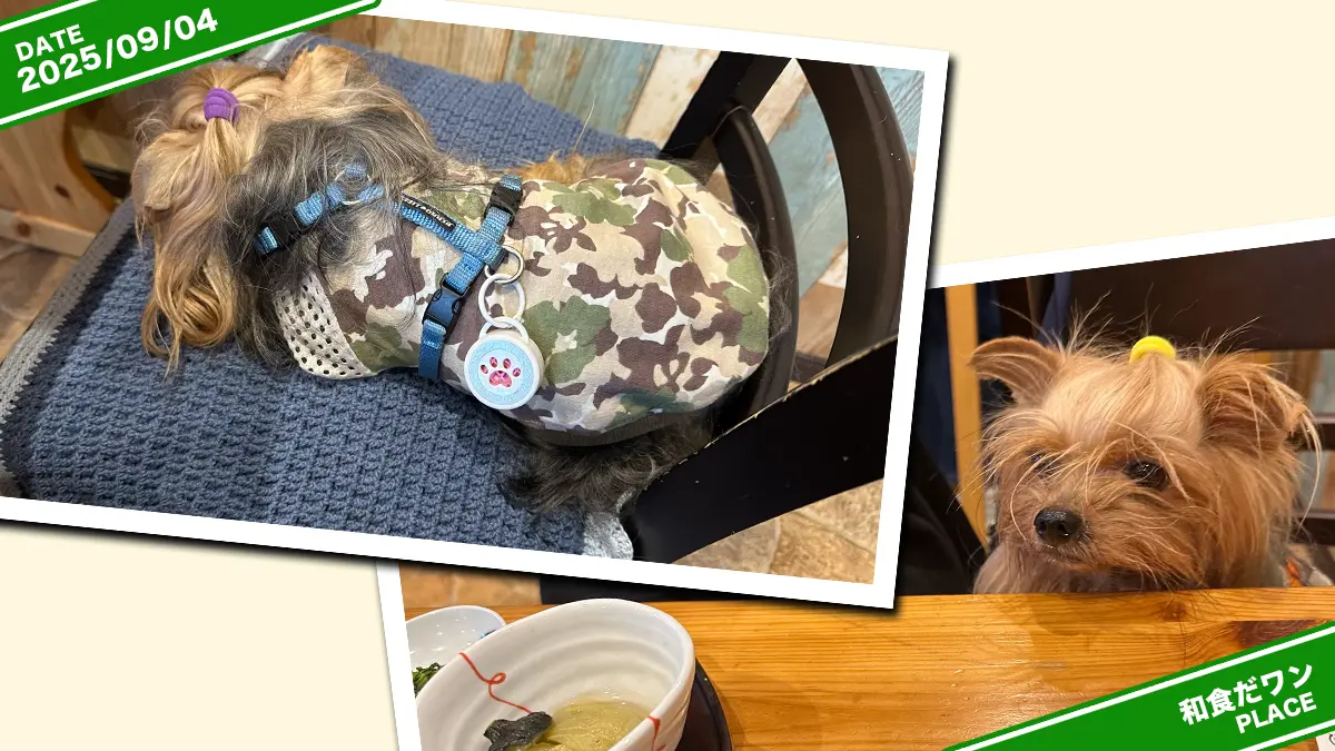 和食だワンさんのご飯を堪能して眠くなったテリーとまだ人間ご飯を狙うリアン