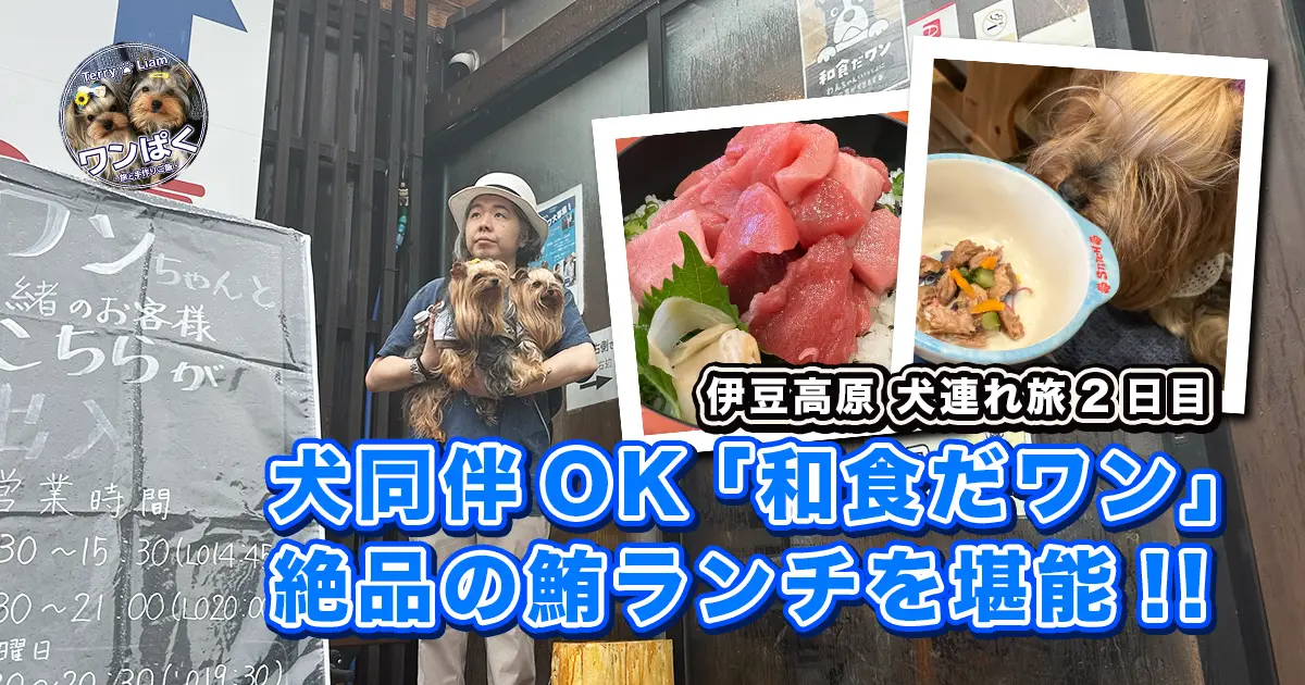 伊豆高原の和食店「和食だワン」店頭でヨークシャーテリアのテリーとリアンを抱く人物。右上に鮪ぶつ切り丼と犬用メニューを食べる様子の小写真を重ねたコラージュ。見出し「伊豆高原 犬連れ旅2日目／犬同伴OK『和食だワン』絶品の鮪ランチを堪能!!」が入ったアイキャッチ。
