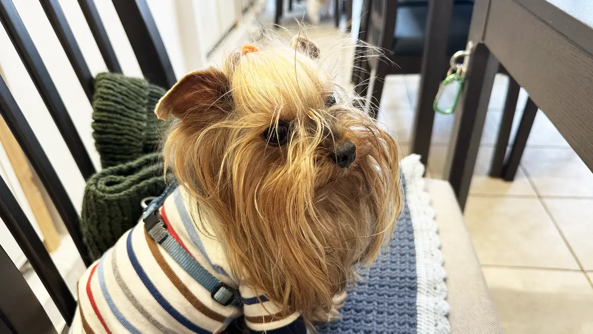 ドッグカフェ・マッタリ本牧さんの椅子に座り今や遅しと待っているヨーキー（テリー）